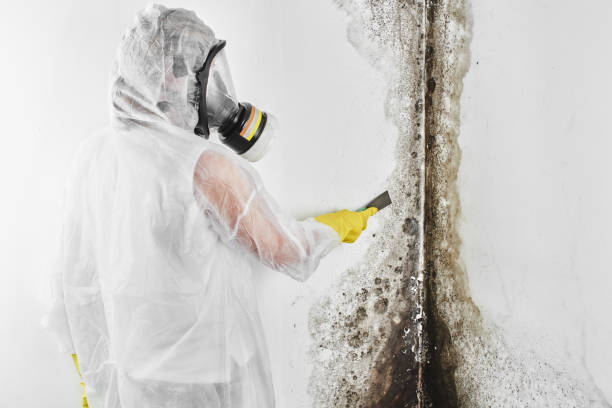 Best Mold Remediation  in Dayton, OH