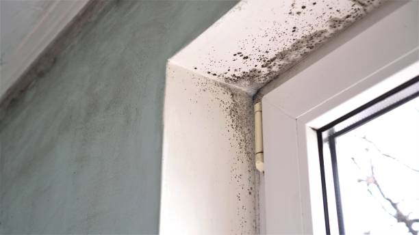 Best Home Mold Removal  in Dayton, OH