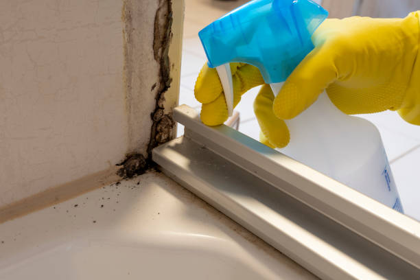 Best Mold Cleaning Services  in Dayton, OH