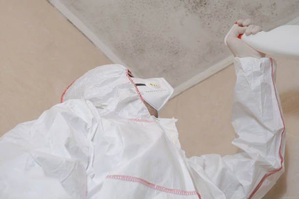 Best Certified Mold Removal  in Dayton, OH