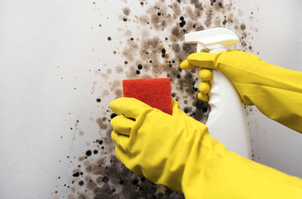 Best Emergency Mold Removal  in Dayton, OH