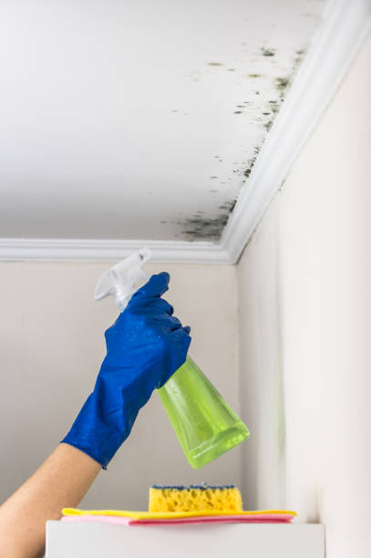 Best Office Mold Removal Services  in Dayton, OH